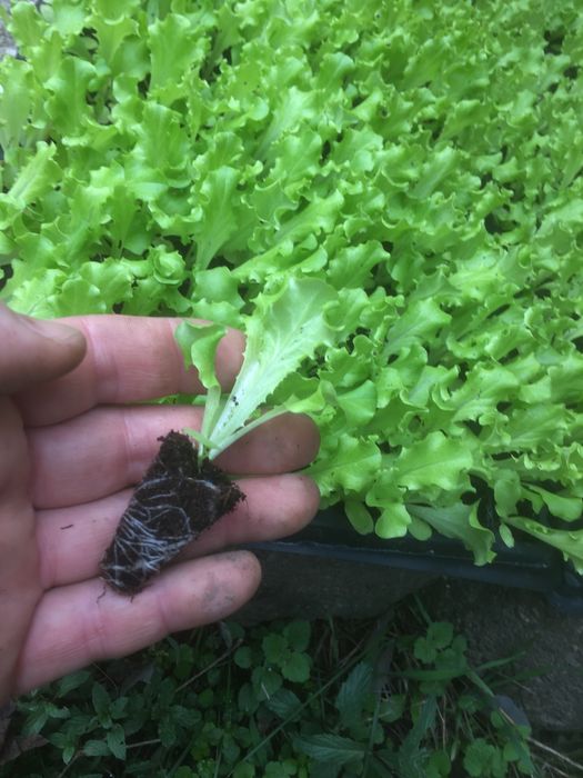 разсад салата ,зеле и ягоди в табли