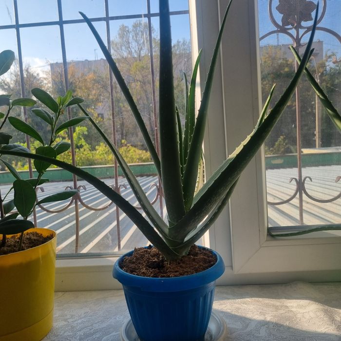 Алоэ лекарственое продам