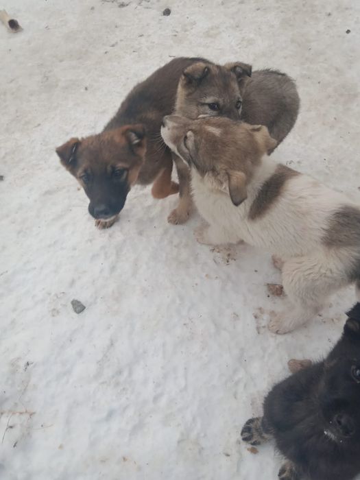 Собаки, щенки( овчарки)