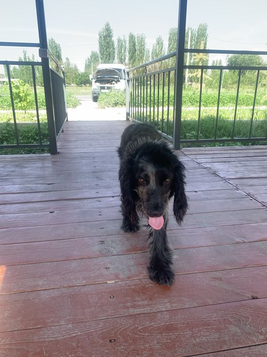 Руский спанель