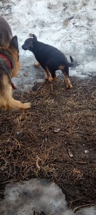 Подрощенные щенки немецкой овчарки