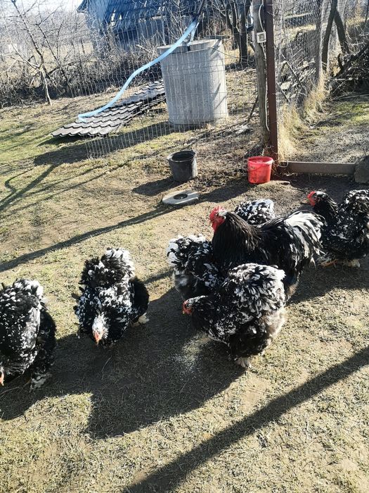 Oua de pasari de rasa cochinchina pentru incubat