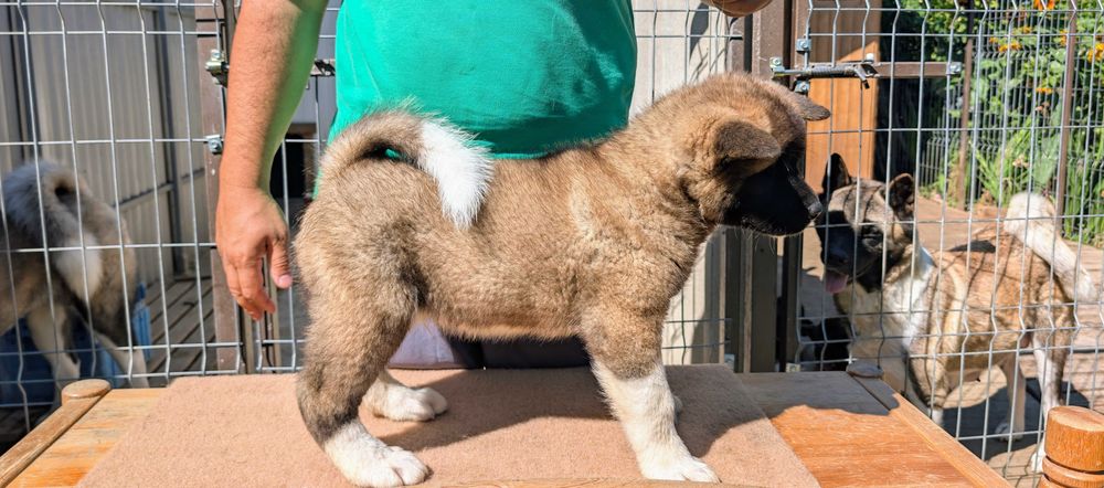 Mascul Akita American cu sânge premium - din linie de campion mondial