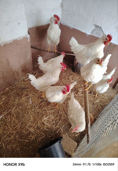 Хороз(петух) сотилвоти 8 та