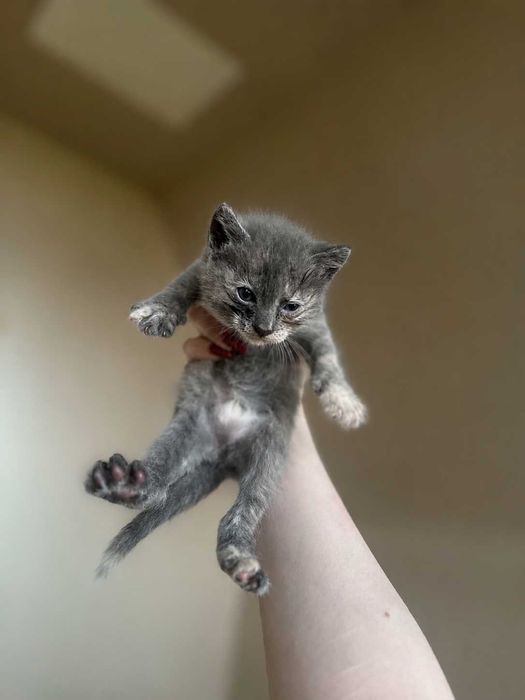 Котятки, около месяца