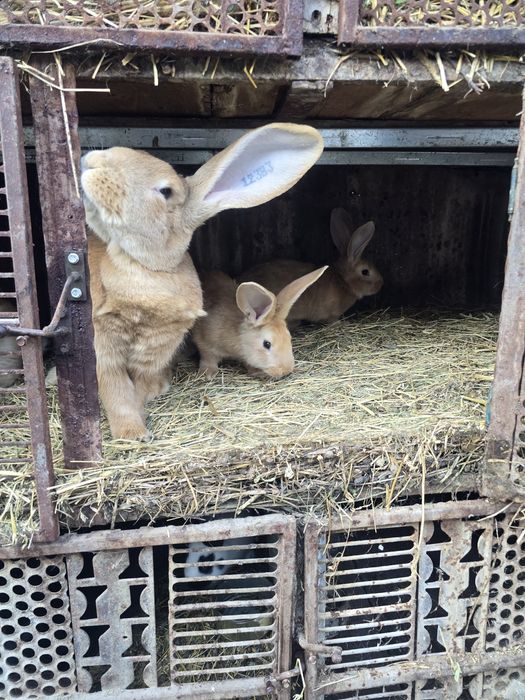 Iepurași uriaș german galben