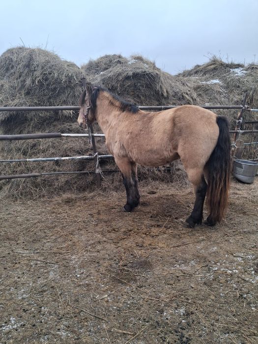 Жеребец Айгыр сатылат