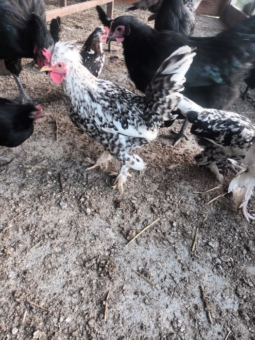 Cocosi pitici superbi sau perechi de vanzare