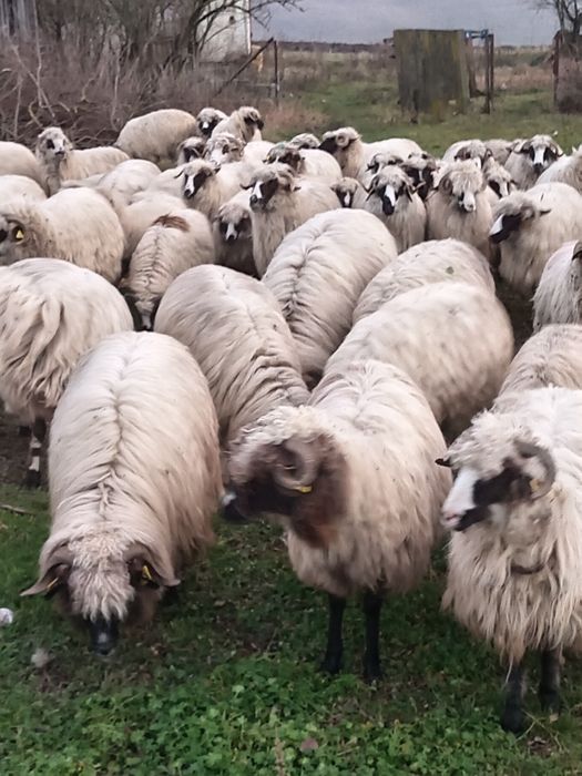 Cînd 30 de oi și 30 de botine