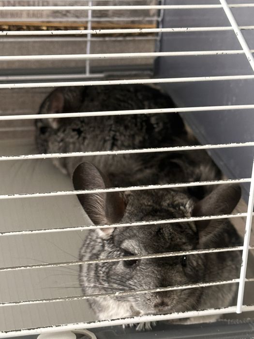 Продам шиншилл мальчика и девочку ( 1,5 года)