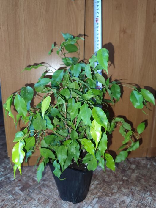 Фикусы Бенджамина