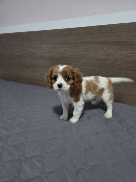 Кавалер Кинг Чарлз Шпаньол