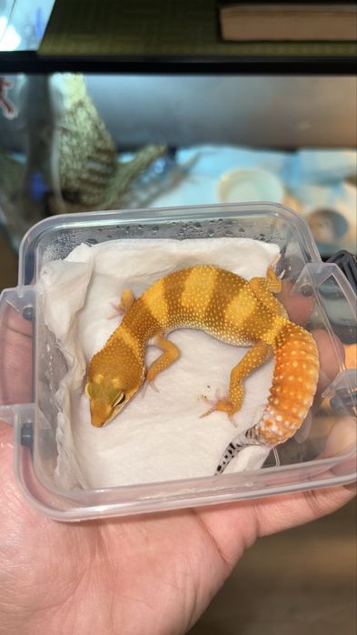 Эублефары молодые