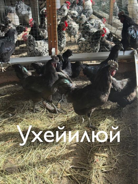 Инкубационное яйцо !