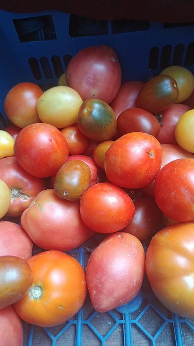 Продам помидоры домашние