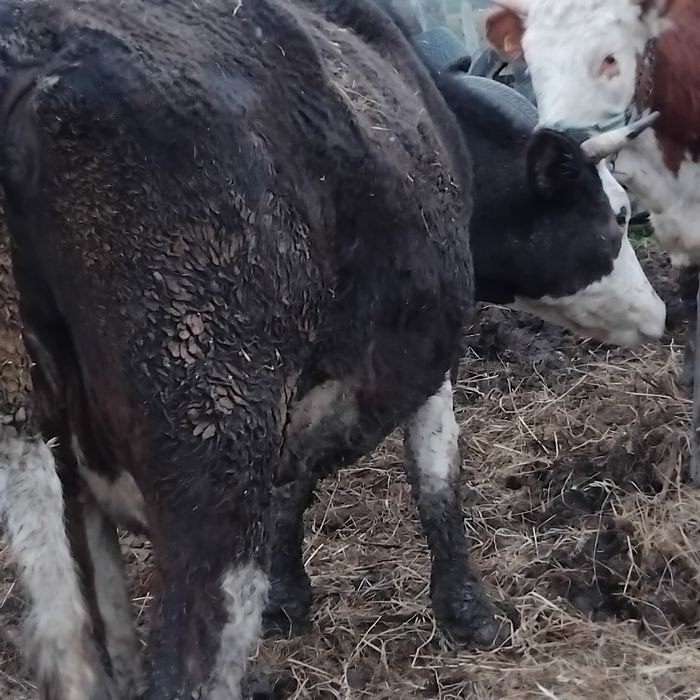 Vand vaca la a doua fatare