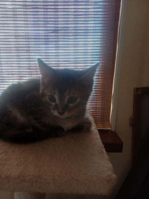 Котята 1,5 месяц бесплатно