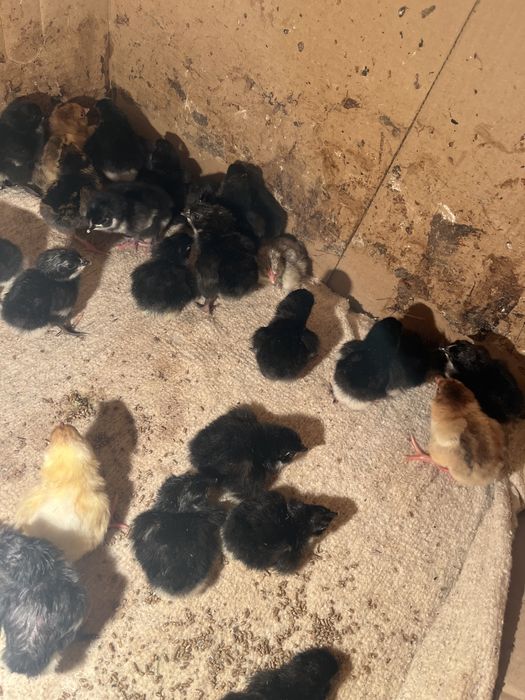 Тауық балапандары