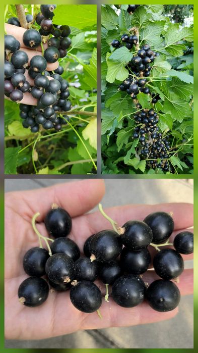 Саженцы чёрной смородины.
