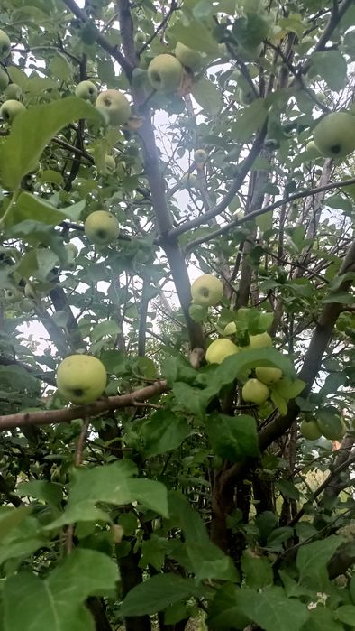 Продам дачу в районе Ахмирово