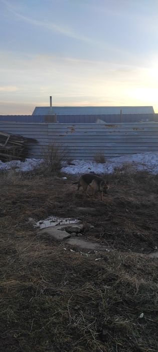 Сабака неметскии опчарка