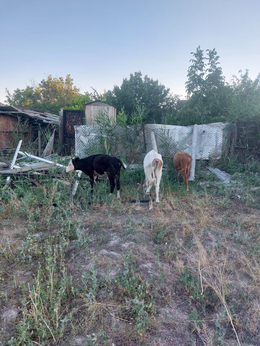 Ассаляму алекум продам бычков