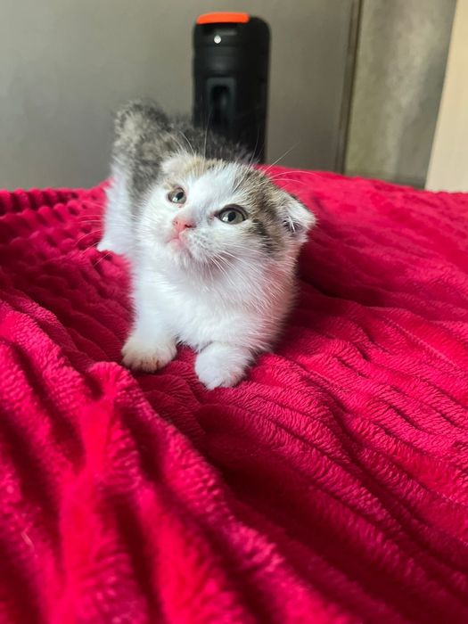 Котёнок около двух месяцев.