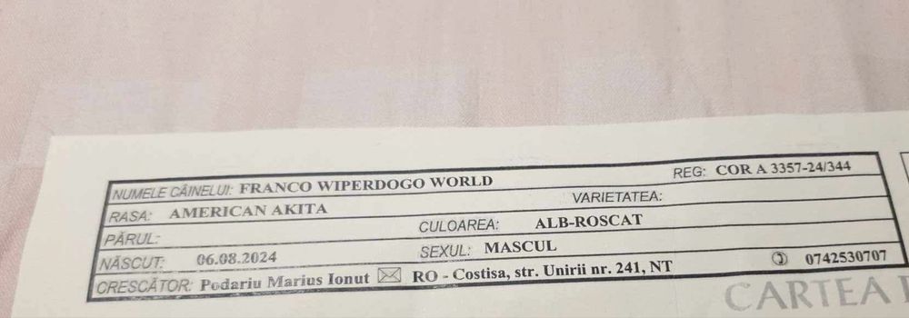 Akita American Pedigree