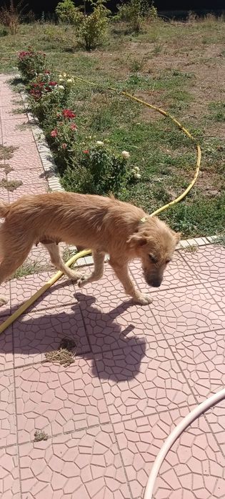 Щенок Узынагаш девочка