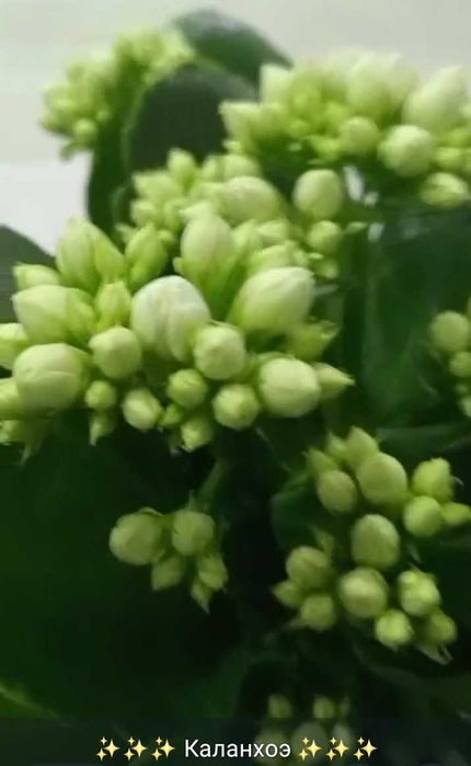 Горшки с фитильным поливом