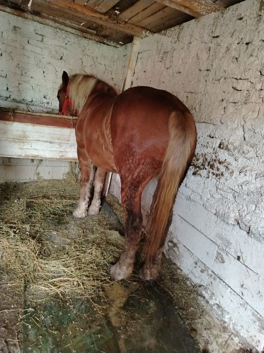 Iapa de vanzare 9000 lei