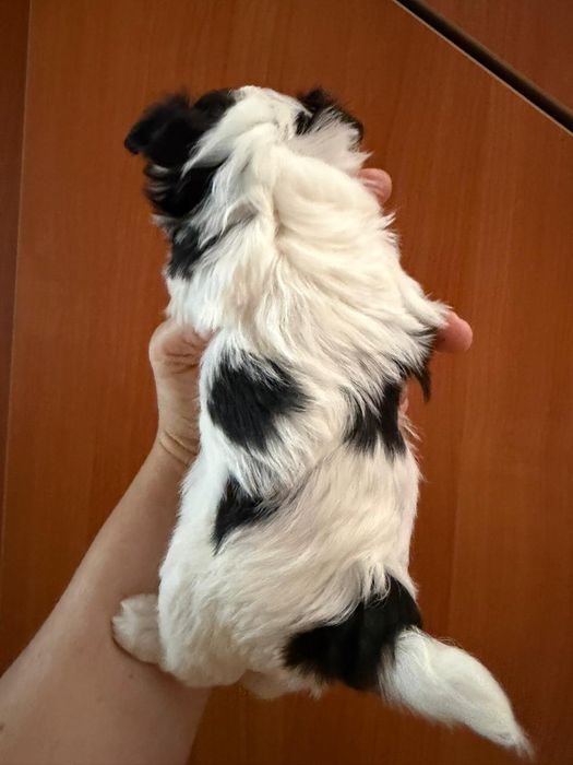 Чихуахуа девочка
