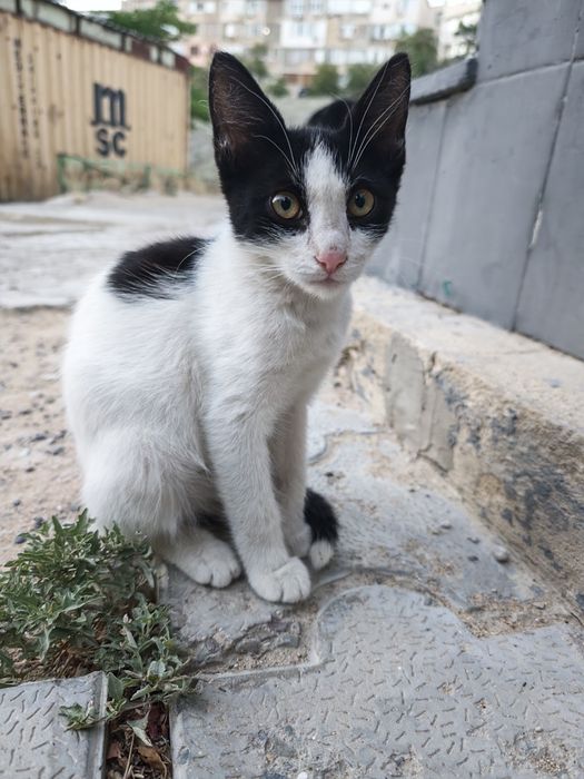 Отдам котенка Феликса в добрые руки