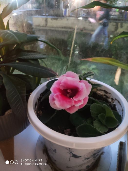 Продам домашние цветы, не дорого