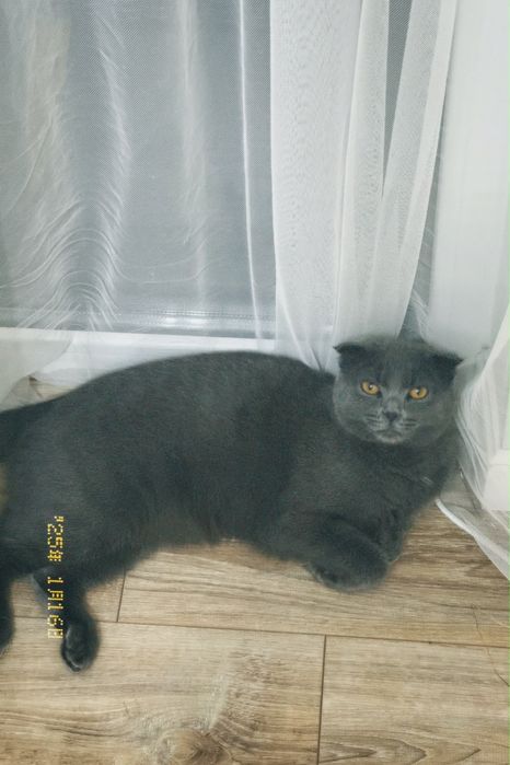 Бритвнская кошка
