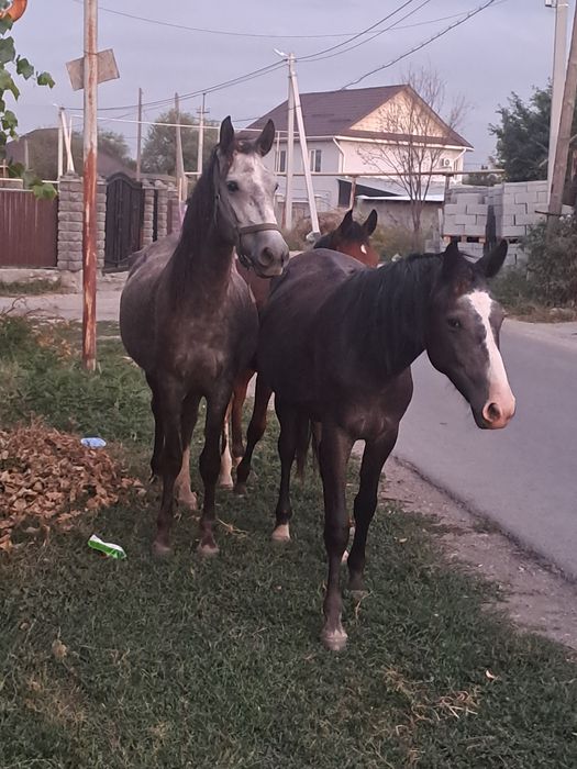 Байтал сатам, продам кобылку.