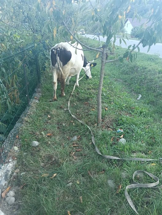 Vaca gestanta in 5 luni