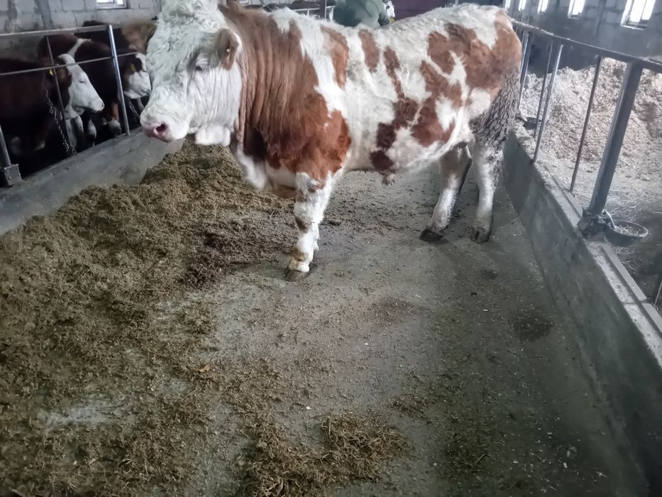 Taur cu certificat de originr