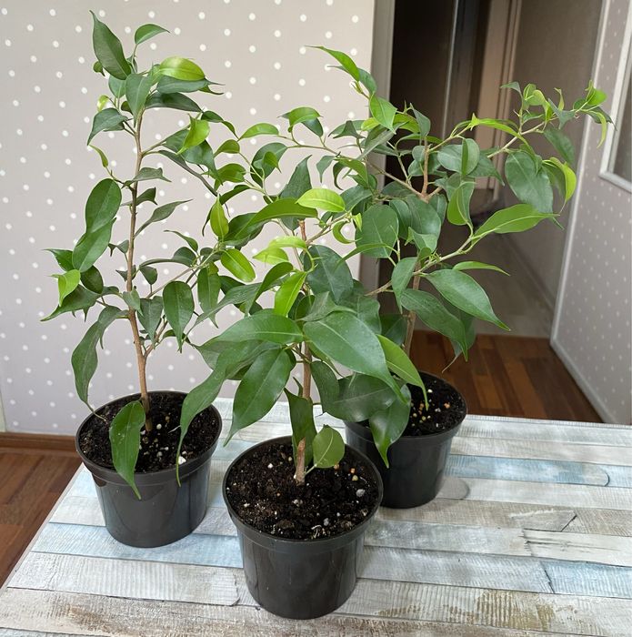 Фикус бенджамина