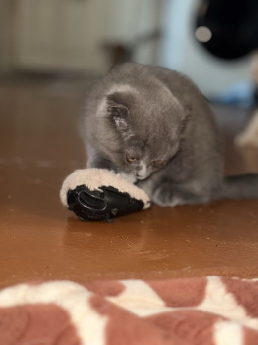 Скоттиш фолд 2.5 месяц