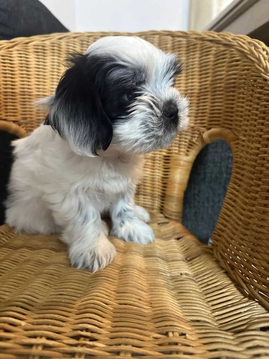 Shih tzu dragalas