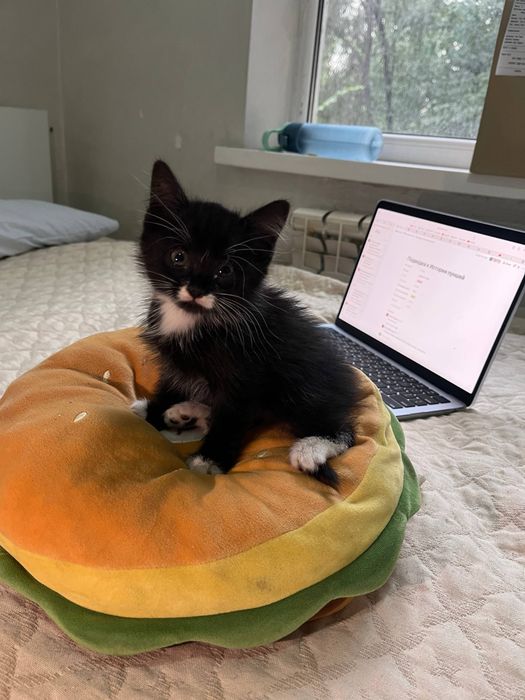 Котята чистые, игривые, ласковые