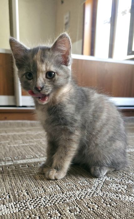 Отдам котенка в добрые руки