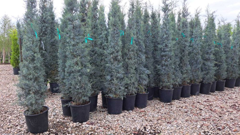 Leylandii pentru Intimitate si Protectie