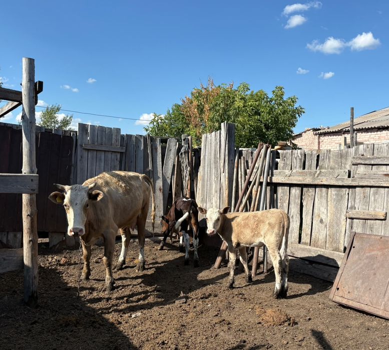 Продам корову с двумя телятами