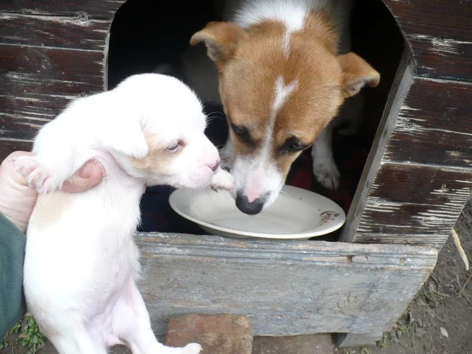 Adopție 3 căței metiși - nu sunt de rasă