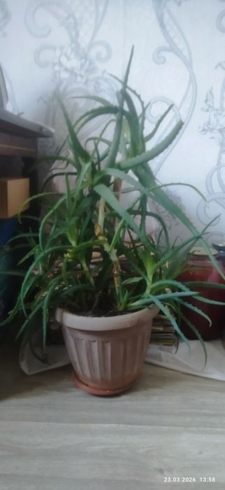 Комнатный цветок