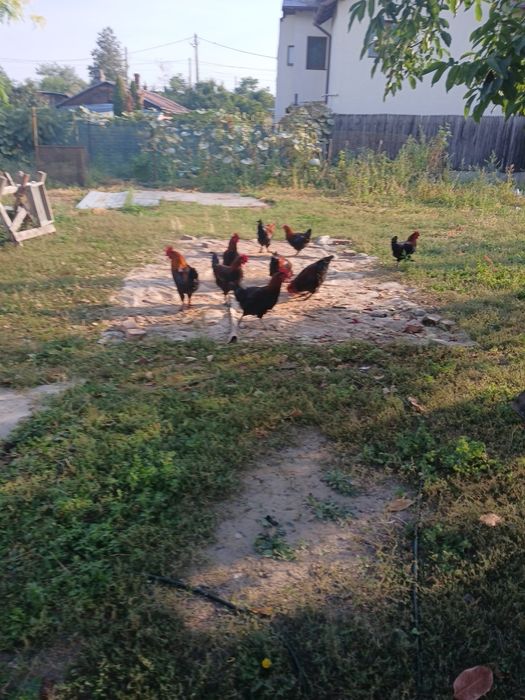 Vănd cocoși marans