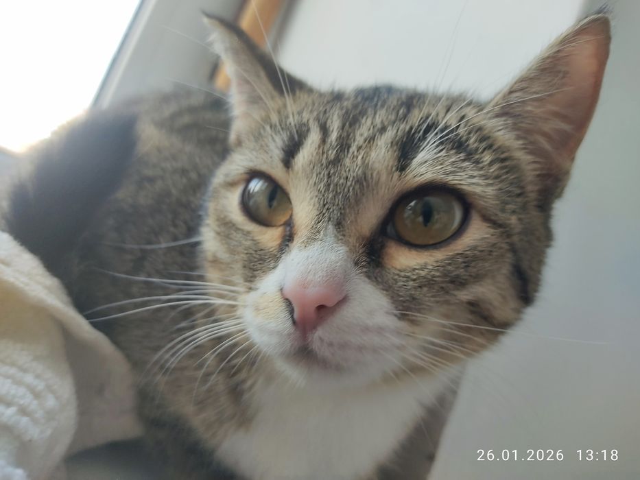 Кошки бесплатно.