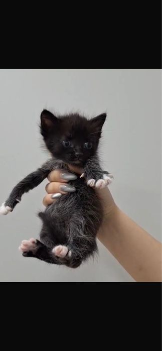 отдам котят в добрые руки